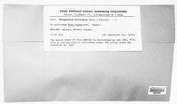 Phragmidium mucronatum image